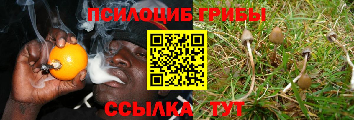 Псилоцибиновые грибы Psilocybine cubensis Озёры